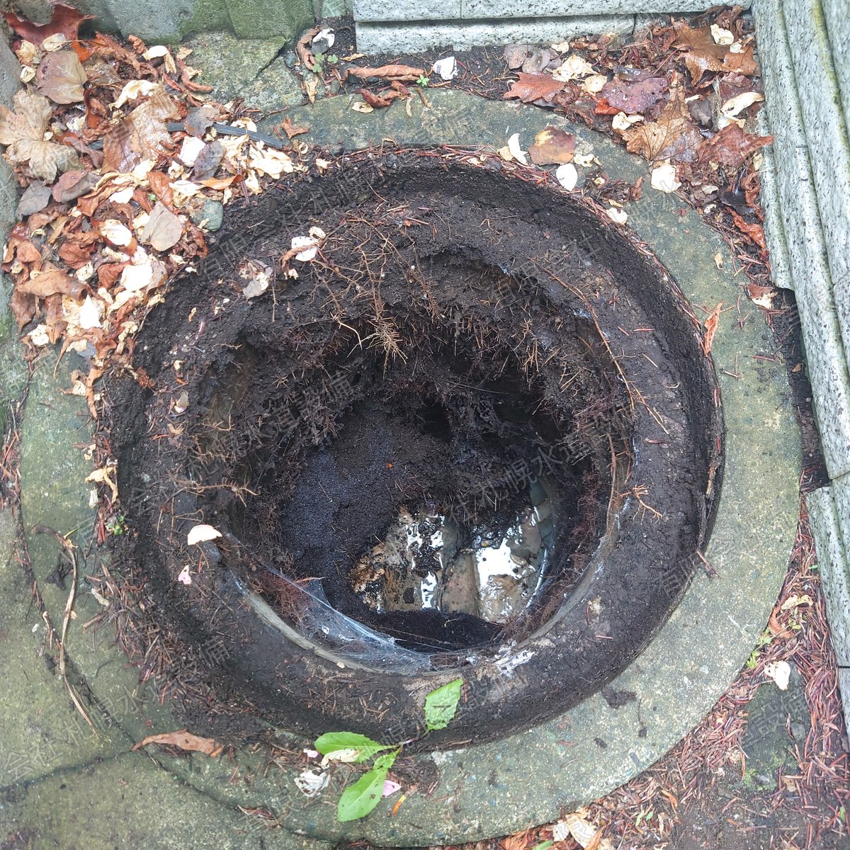公共マスに木の根が入り込み排水管を塞いでいる状態（札幌市清田区平岡公園東）